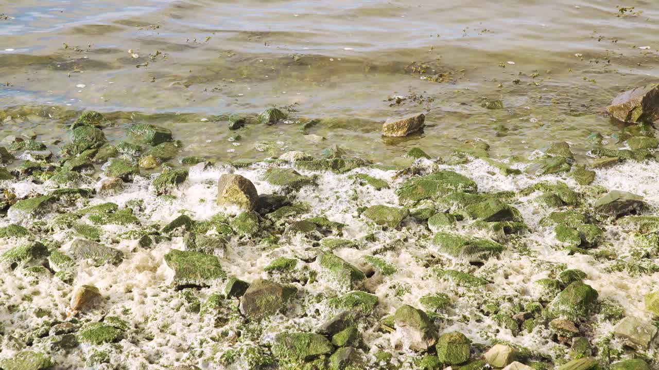 espuma de río de 4k asentándose en el lecho rocoso de la ría de aveiro en el estuario del río vouga, 60fps