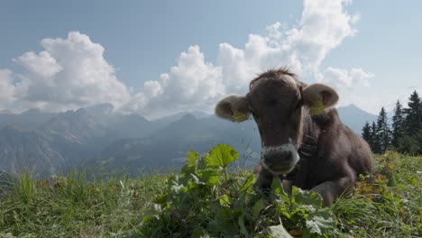mountain cow eating grass from a green meadow in front of a mountain panorama under a blue sky with clouds. the cow is wagging its head to chase the flies away from its face.