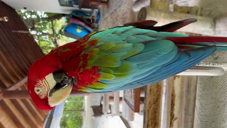 parrot maldivio de habla divertida imitando: malahini kuda bandos, las maldivas