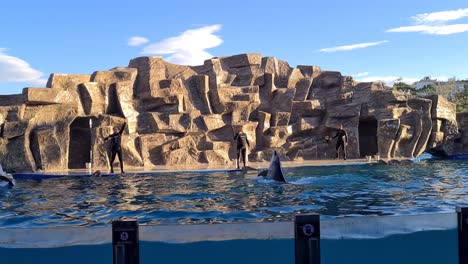 dolphins show in batumi dolphin aquarium