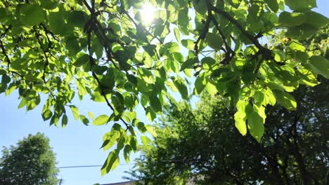 hojas verdes contra un cielo azul claro