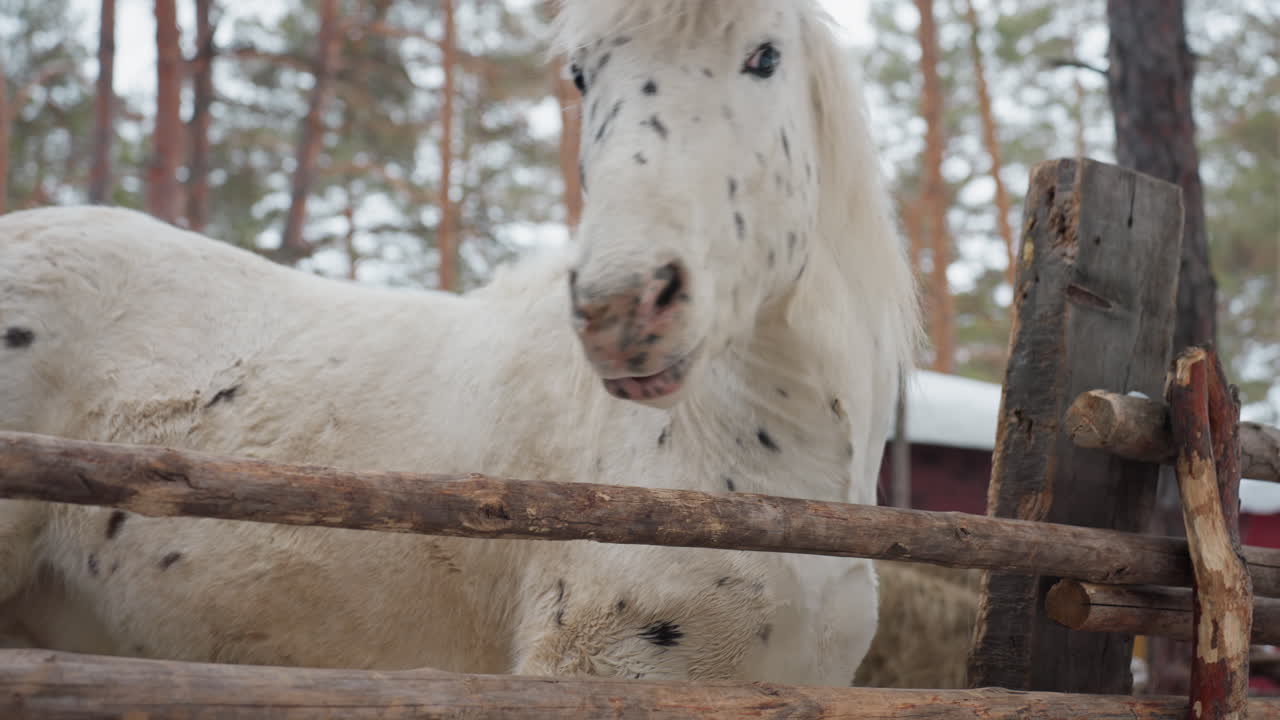 Poni blanco con manchas en un prado nevado apoyando la cabeza sobre una valla de madera, con una melena espesa que se agita, respiración visible en el aire frío, bosque de pinos y granero rojo al fondo, ambiente rústico tranquilo, retrato en primer plano