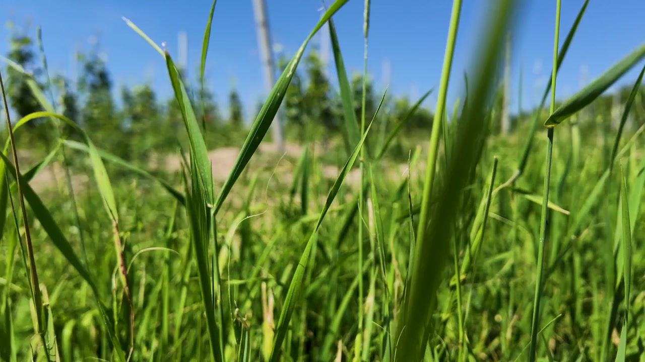 Prospettiva a livello del suolo di erba verde vibrante e fiori selvatici sotto un cielo blu chiaro