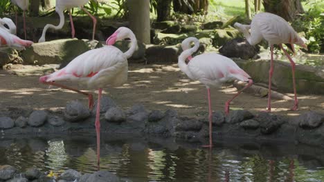 Flamencos-Rosados-Acuden-En-Un-Estanque-Tropical-En-Un-Zoológico