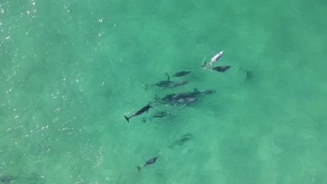 un grupo de delfines que muestran un comportamiento de cortejo interactúan en el agua clara del océano
