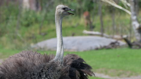 Close-up-of-rude-Ostrich-Standing-on-rural-pasture-and-Shouting,looking-for-kid