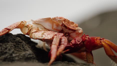 low-angle macro shot of a red crab resting on dark volcanic rock in madeira, revealing shell textures and vibrant natural coastal detail.