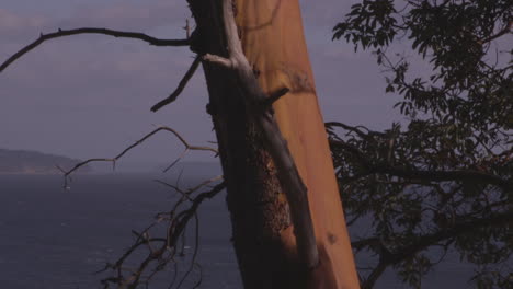 Slow-panning,-closeup-shot-of-Madrona-Tree-trunk-from-top-of-sandy-bluff-on-Camano-Island,-Washington-State-during-late-afternoon-in-the-Spring-season