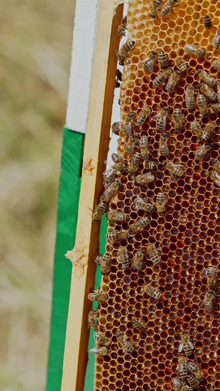 Working bees on honeycomb. Frames of a bee hive. Apiculture Vertical video