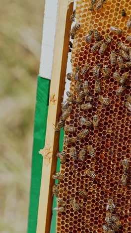 working bees on honeycomb. frames of a bee hive. apiculture vertical video