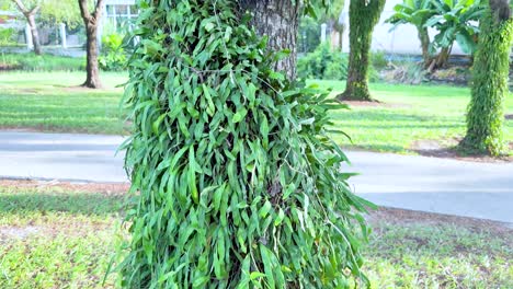 tree covered in vines at thana city