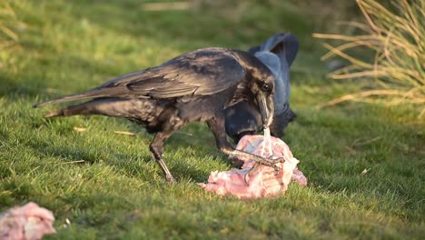 black crow eating prey on grassy meadow