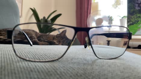 cat resting on the couch through the glasses