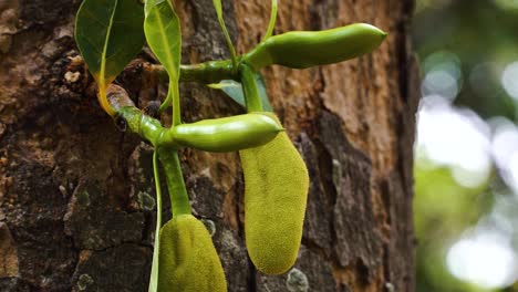 Nahaufnahme-Einer-Baby-Jackfrucht,-Die-An-Einem-Sonnigen-Tag-Im-Tropischen-Wald-In-Vietnam-Wächst