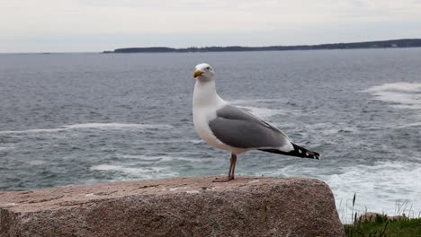 seagull by the sea in canada