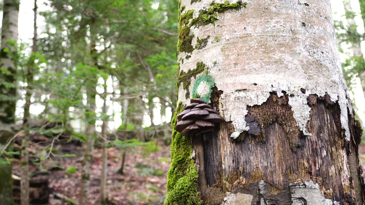 los políporos crecen en la corteza de un árbol bajo el signo de la ruta de senderismo