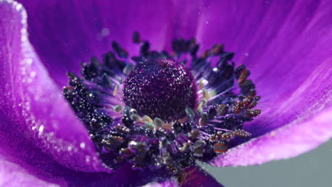 close-up of a purple anemones flower