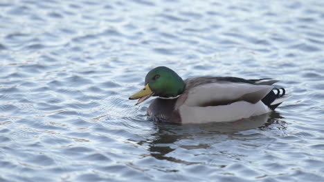 Green-headed-Mallard-Duck-annoyed-by-other-ducks-landing-in-the-water