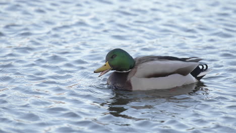 Grünköpfige-Stockente-ärgert-Sich-Darüber,-Dass-Andere-Enten-Im-Wasser-Landen