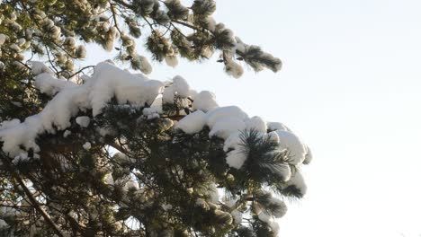 Pine-tree-branch-full-of-snow-on-sunny-winter-day-in-light-breeze