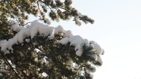Pine tree branch full of snow on sunny winter day in light breeze