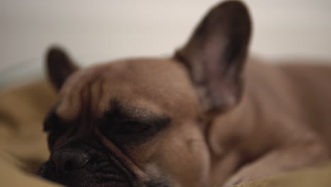 Adorable-pug-dog-lying-indoors-and-giving-cute-expressions-after-waking-up