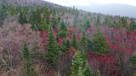 aerial colorful spruce tree forest ofx mount washington, new hampshire, usa