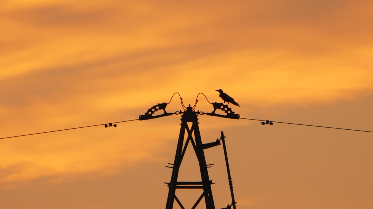 Black crow perching on an overhead high-voltage power line