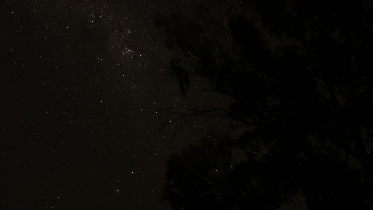 estrellas visibles a través de siluetas de árboles oscuros