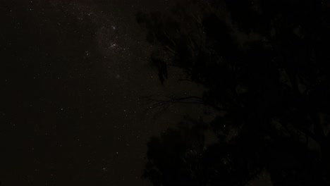 stars visible through dark tree silhouettes