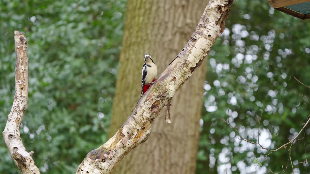 Woodpecker on tree trunk with clear of red undertail and feather markings, set against Dutch forest foliage