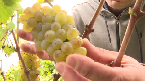 cosecha de uvas blancas