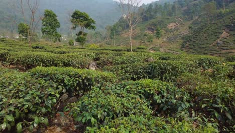 Drone-shot-or-motion-shot-of-tea-garden