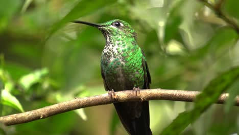 closeup shot: a lively specimen of green-and-white hummingbird perched on a branch, looking around