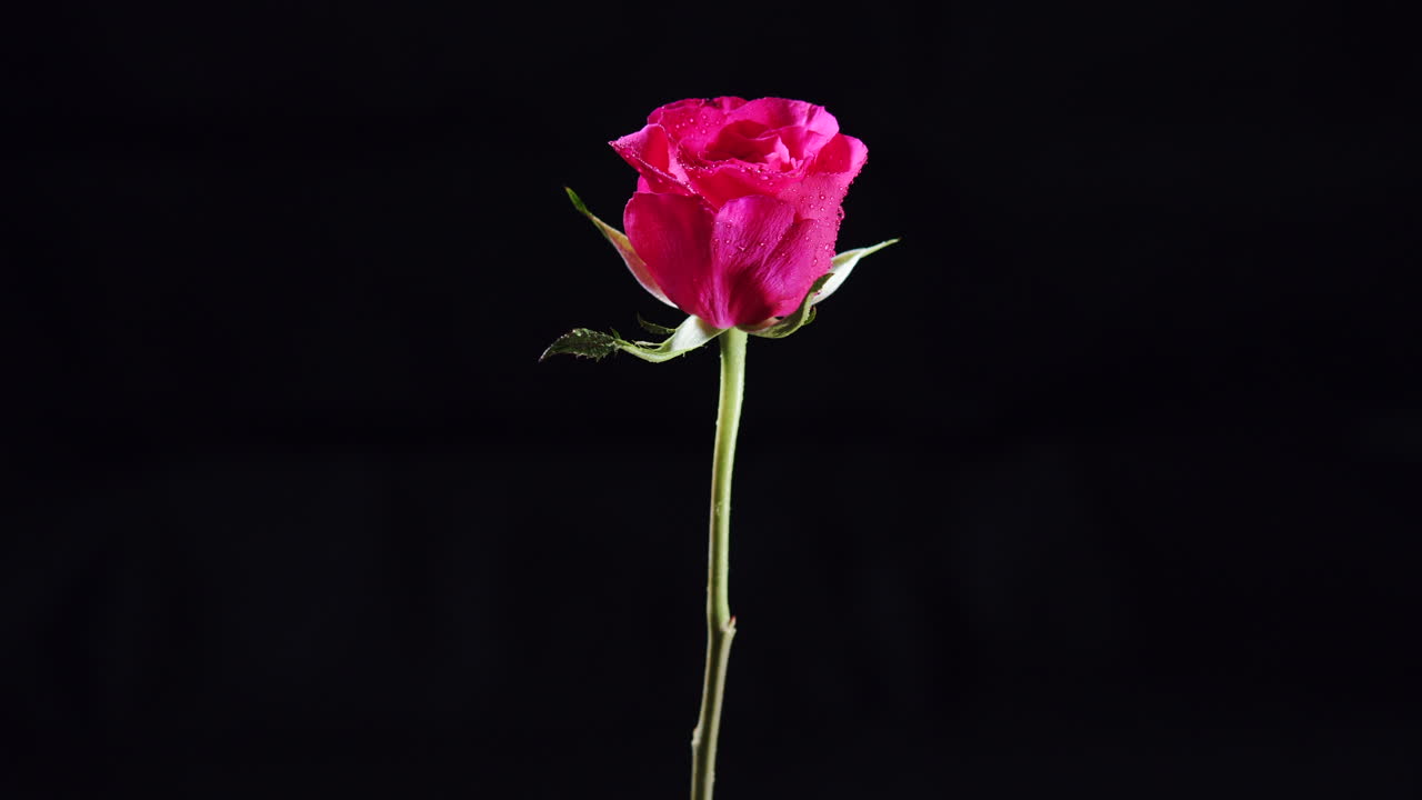 Rosa rosa rotante con petali e foglie bagnati