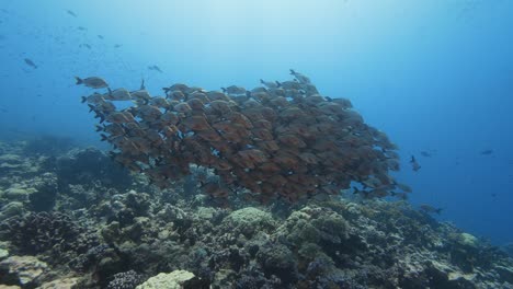 Schule-Pf-Paddelschwanzschnapper-Auf-Einem-Tropischen-Korallenriff-Im-Klaren-Wasser-Des-Pazifischen-Ozeans-Rund-Um-Die-Inseln-Von-Tahiti,-Aufgenommen-Im-Gegenlicht-Und-In-Zeitlupe