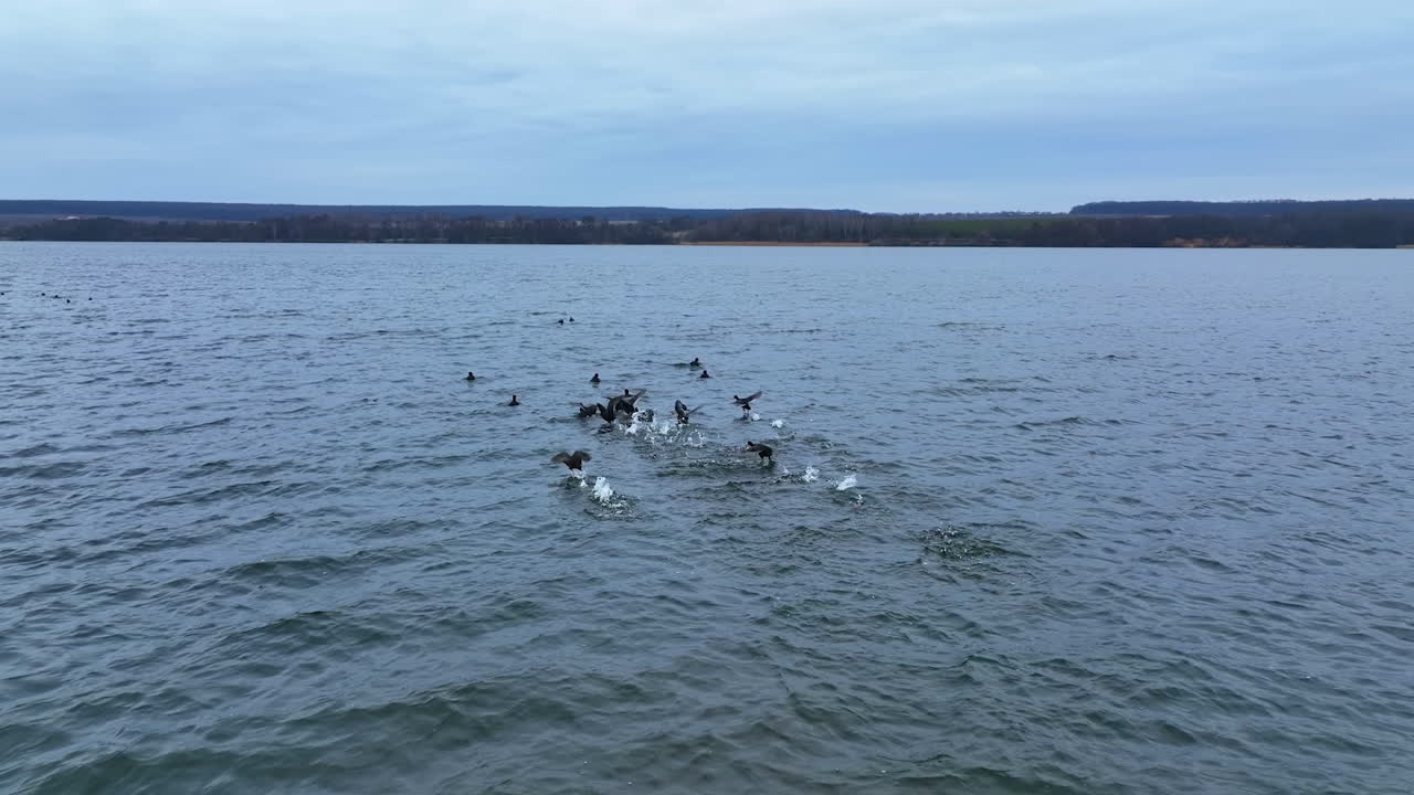 Flock of black ducks on the river surface. Some of the birds rising into the air and flying few meters. Grey sky and river background.