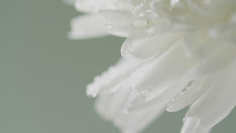 video de primer plano de una flor blanca con espacio de copia en fondo verde