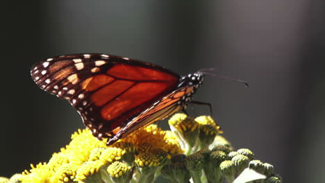 Monarchfalter-Im-Naturschutzgebiet-Mexiko