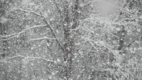 large fluffy snowflakes falling in slow motion, covering trees