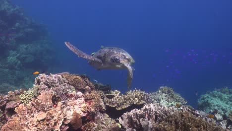 Grüne-Schildkröte-Schwimmt-über-Einem-Korallenriff