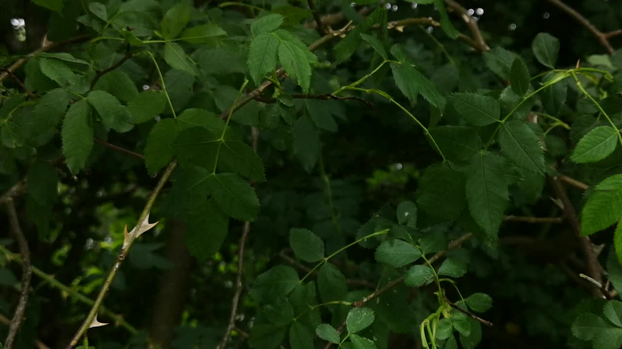 Wild rose tree blowing in wind, close up of leaves, slow pan ending on flower