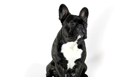 French bulldog dog sitting and licking, white background