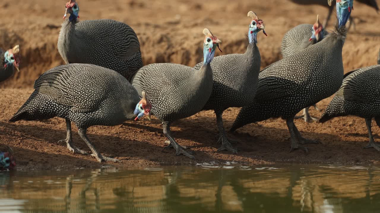 Medium shot of a flock of helmeted guinea fowl drinking at a waterhole in front of an underground hide, Mashatu Game Reserve.