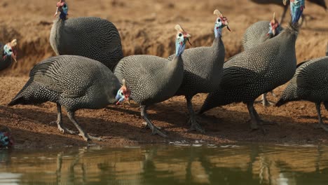 medium shot of a flock of helmeted guinea fowl drinking at a waterhole in front of an underground hide, mashatu game reserve.