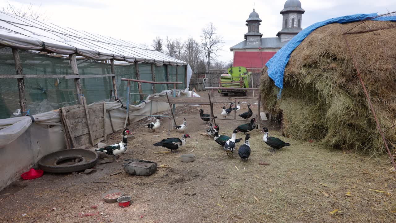 건초더미가 있는 농장의 국내 머스코비 오리