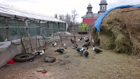 domestic muscovy ducks at the farm with hay stack