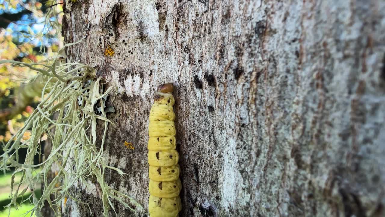 A Large Yellow Underwing crawling up a tree