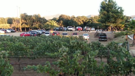 dolly view of vineyard plants