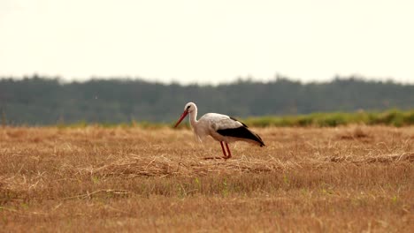 adult european white stork walking in agricultural field in belarus. wild field bird in sunny summer day. straw bale in summer wheat field